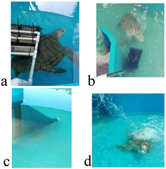 Animals |-Text | Rehabilitation of Marine Turtles and ...