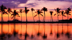 Paradise Beach Sunset Landscape Tropical Palm (Tropical Palm Tree Sunset Big Island)