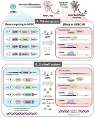 Biomedicines |-Text | Human iPSC-Derived Neurons as A ...