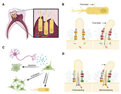 Primary cilia