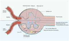 Biomolecules |-Text | Roles of Mitochondrial Dysfunction ...