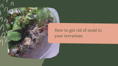 How to get rid of mold in your terrarium – Planted Glass Terrariums