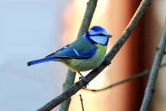 Eurasian blue tit