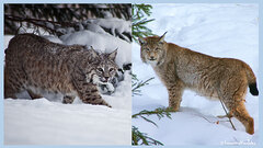 Eurasian lynx