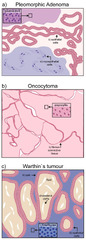 Cancers |-Text | Molecular and Cellular Modelling of ...