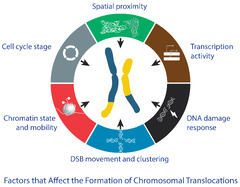 Chromosome Translocation