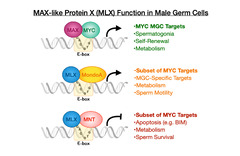 The Myc network's multiple functions in spermatogenesis | Fred ...