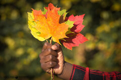 Maple Leaf