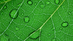 Green leaf (Grape Leaf Macro)