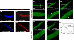 Design of aggregation-induced emission-active fluorogen-based ...