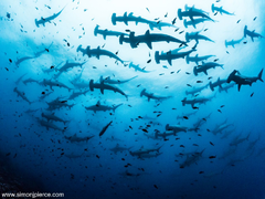 Hammerhead Shark (Galapagos Hammerhead Sharks)