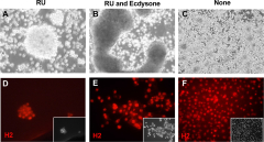 Biological condensates form percolated networks with molecular ...