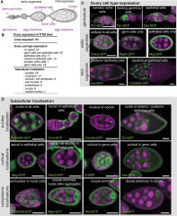 Dichotomous Role of the Human Mitochondrial Na+/Ca2+/Li+ Exchanger NCLX in Colorectal Cancer