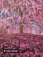 Suzuka Forest Garden