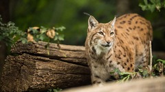 Eurasian lynx