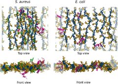 Differentiating interactions of antimicrobials with Gram-negative ...