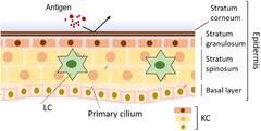 Frontiers | Primary Cilia in the Skin: Functions in Immunity and ...