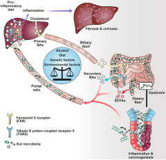 Frontiers | The Role of Short-Chain Fatty Acids and Bile Acids in ...