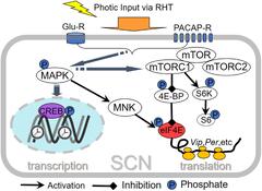 Frontiers | mTOR Signaling, Translational Control, and the Circadian Clock