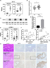 Frontiers | Promotion of BST2 expression by the transcription ...