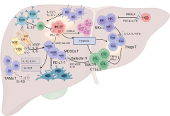 Frontiers The Effect Of Liver Disease On Hepatic, 59% OFF