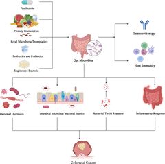 Frontiers | The role of the gut microbiota in tumor, immunity, and ...