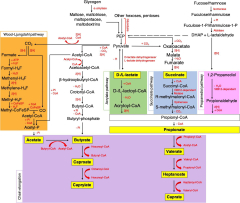 Frontiers | The Role of Fatty Acid Metabolites in Vaginal Health ...