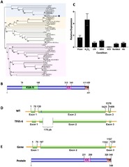 Frontiers | The biological relevance of the FspTF transcription ...