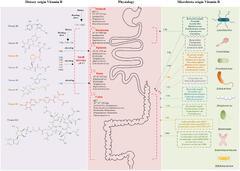 Frontiers | Intermediate role of gut microbiota in vitamin B ...