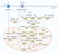 Glutamine metabolism