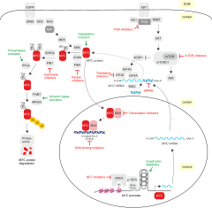 Frontiers | Strategies to target the cancer driver MYC in tumor cells