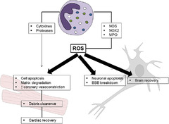 ROS signaling pathway