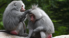 Same-sex behavior among animals is far more common than reported ...