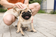 How to Avoid Heat Stroke in Dogs | Dog Savvy