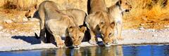 Etosha National Park | Namibia, Africa | Attractions - Lonely Planet