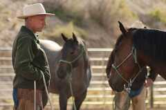 American Quarter Horse