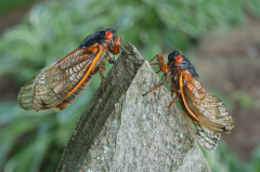 Brood X Cicada (Cicada North Country)