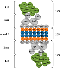 IJMS |-Text | Protein Folding and Mechanisms of Proteostasis