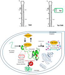 IJMS |-Text | TAR RNA Mediated Folding of a Single ...