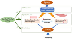 IJMS |-Text | Effect of Physical Activity/Exercise on ...