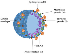 IJMS |-Text | mRNA Vaccines against SARS-CoV-2 ...