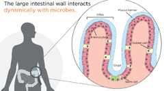 Can studying the microbiome help with cancer research?