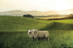 Traceability | Silver Fern Farms