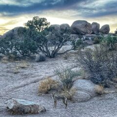 Hike in Joshua Tree! Easy to Moderate Hikes with Maps • The Lens ...