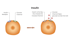 Insulin Vector Design Vector Diagram Illustration 34774614 Vector ...