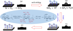 Structure%20and%20transition%20behavior%20of%20crosslinked%20poly(2-(2%20...