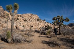 14 Best Hikes in Joshua Tree National Park, California