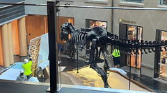 Peter the T-Rex narrowly avoids a glass shower at Auckland Museum ...