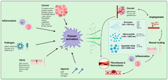 Life, Shedding Light on the Cell Biology of Platelet-Derived Extracellular Vesicles and Their Biomedical Applications