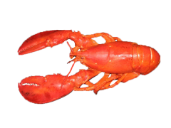 LOBSTER COOKED JUMBO 1-1.50LB by PIECE FRESH - Seafood Online Canada